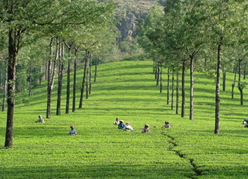 South India Hill Station